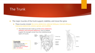 The Trunk
 The major muscles of the trunk support, stabilize, and move the spine.
 These muscles include the rectus abdominis, external obliques, internal obliques,
transverse abdominis, erector spinae, and multifidi.
 The abdominal wall, made up of the rectus abdominis,
obliques, and transverse abdominis, has no skeletal
support. Its strength comes from the multidirectional
layers of muscle.
Example:
Trunk rotation to the right
involves simultaneous
contraction of R int oblique
and L ext oblique
 