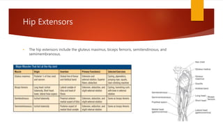 Hip Extensors
 The hip extensors include the gluteus maximus, biceps femoris, semitendinosus, and
semimembranosus.
 