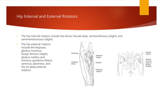 Hip Internal and External Rotators
 The hip internal rotators include the tensor fasciae latae, semitendinosus (slight), and
semimembranosus (slight).
 The hip external rotators
include the iliopsoas,
gluteus maximus,
biceps femoris (slight),
gluteus medius and
minimus (posterior fibers),
sartorius, pectineus, and
the six deep external
rotators.
 