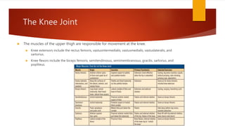 The Knee Joint
 The muscles of the upper thigh are responsible for movement at the knee.
 Knee extensors include the rectus femoris, vastusintermedialis, vastusmedialis, vastuslateralis, and
sartorius.
 Knee flexors include the biceps femoris, semitendinosus, semimembranosus, gracilis, sartorius, and
popliteus.
 