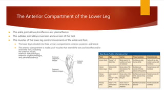 The Anterior Compartment of the Lower Leg
 The ankle joint allows dorsiflexion and plantarflexion.
 The subtalar joint allows inversion and eversion of the foot.
 The muscles of the lower leg control movements of the ankle and foot.
 The lower leg is divided into three primary compartments: anterior, posterior, and lateral.
 The anterior compartment is made up of muscles that extend the toes and dorsiflex and/or
invert the foot, including
the anterior tibialis,
extensor hallucislongus,
extensor digitorumlongus,
and peroneoustertius.
 