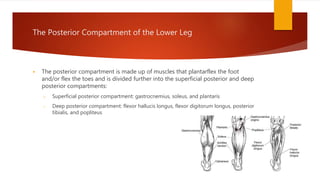 The Posterior Compartment of the Lower Leg
 The posterior compartment is made up of muscles that plantarflex the foot
and/or flex the toes and is divided further into the superficial posterior and deep
posterior compartments:
– Superficial posterior compartment: gastrocnemius, soleus, and plantaris
– Deep posterior compartment: flexor hallucis longus, flexor digitorum longus, posterior
tibialis, and popliteus
 