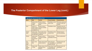 The Posterior Compartment of the Lower Leg (cont.)
 