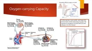 Oxygen-carrying Capacity
“In the warmer, more acidic, and lower O2
environment of the exercising muscles, Hb
reverses its tendency to bind with O2 and
releases it to the tissues.”
 