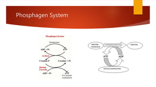 Phosphagen System
 