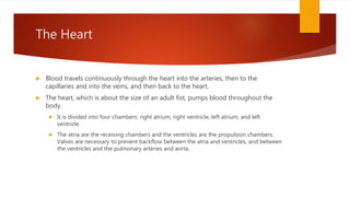 The Heart
 Blood travels continuously through the heart into the arteries, then to the
capillaries and into the veins, and then back to the heart.
 The heart, which is about the size of an adult fist, pumps blood throughout the
body.
 It is divided into four chambers: right atrium, right ventricle, left atrium, and left
ventricle.
 The atria are the receiving chambers and the ventricles are the propulsion chambers.
Valves are necessary to prevent backflow between the atria and ventricles, and between
the ventricles and the pulmonary arteries and aorta.
 