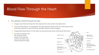Blood Flow Through the Heart
 The pathway of blood through the heart
 Oxygen-poor blood coming from the body (via the veins) enters the right atrium.
 From the right atrium, it is pumped to the right ventricle, which sends it to the lungs (via the
pulmonary arteries) to give off carbon dioxide and pick up fresh oxygen.
 Oxygenated blood returns to the heart (via the pulmonary veins) entering the left atrium.
 It is then pumped to the
left ventricle, which
pumps it through the
aorta to the rest of the
body (except the lungs).
 
