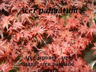Acer palmatum Arce japonés, arce enano, arce palmado púrpura 