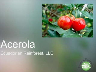 Acerola
Ecuadorian Rainforest, LLC
 