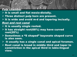 Pulp chamber
 It is small and flat mesio-distally.
 Three distinct pulp horn are present.
 It is wide and ovoid m-d and tapering incisally.
Root and root canal
 It is usually single rooted.
 It has straight root(68%) may have curved
  root(20%)
 Sometimes a “S shaped” bayonate shaped curve
  is also seen.
 It usually has a single canal and apical foramen.
 Root canal is broad in middle third and taper to
  constriction in the apical third in labio-lingual
  view.
                                                 107
 
