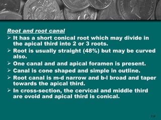 Root and root canal
 It has a short conical root which may divide in
  the apical third into 2 or 3 roots.
 Root is usually straight (48%) but may be curved
  also.
 One canal and and apical foramen is present.
 Canal is cone shaped and simple in outline.
 Root canal is m-d narrow and b-l broad and taper
  towards the apical third.
 In cross-section, the cervical and middle third
  are ovoid and apical third is conical.


                                                114
 