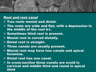 Root and root canal
 Two roots mesial and distal.
 The roots are wide and flat, with a depression in
  the middle of the root b-l.
 Sometimes third root is present.
 Mesial root is curved distally.
 Distal root is straight.
 Three canals are usually present.
 Mesial root may have two canals and apical
  foramina.
 Distal root has one canal.
 In cross-section three canals are ovoid in
  cervical and middle third and round in apical
  third                                           125
 