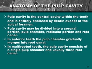 ANATOMY OF THE PULP CAVITY

 Pulp cavity is the central cavity within the tooth
  and is entirely enclosed by dentin except at the
  apical foramen.
 Pulp cavity may be divided into a coronal
  portion, pulp chamber, radicular portion and root
  canal.
 In anterior teeth the pulp chamber gradually
  merges into root canal.
 In multirooted teeth, the pulp cavity consists of
  a single pulp chamber and usually three root
  canal.



                                                  14
 