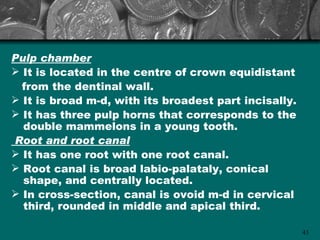 Pulp chamber
 It is located in the centre of crown equidistant
  from the dentinal wall.
 It is broad m-d, with its broadest part incisally.
 It has three pulp horns that corresponds to the
  double mammelons in a young tooth.
Root and root canal
 It has one root with one root canal.
 Root canal is broad labio-palataly, conical
  shape, and centrally located.
 In cross-section, canal is ovoid m-d in cervical
  third, rounded in middle and apical third.

                                                       43
 
