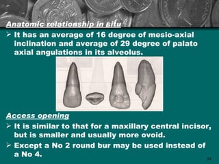 Anatomic relationship in situ
 It has an average of 16 degree of mesio-axial
  inclination and average of 29 degree of palato
  axial angulations in its alveolus.




Access opening
 It is similar to that for a maxillary central incisor,
  but is smaller and usually more ovoid.
 Except a No 2 round bur may be used instead of
  a No 4.                                             54
 
