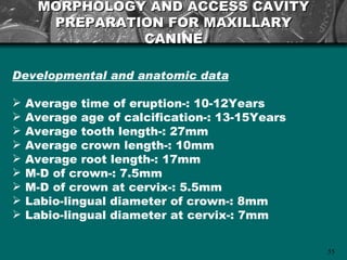 MORPHOLOGY AND ACCESS CAVITY
      PREPARATION FOR MAXILLARY
               CANINE

Developmental and anatomic data

   Average time of eruption-: 10-12Years
   Average age of calcification-: 13-15Years
   Average tooth length-: 27mm
   Average crown length-: 10mm
   Average root length-: 17mm
   M-D of crown-: 7.5mm
   M-D of crown at cervix-: 5.5mm
   Labio-lingual diameter of crown-: 8mm
   Labio-lingual diameter at cervix-: 7mm


                                                55
 