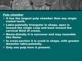 Pulp chamber
 It has the largest pulp chamber than any single
  rooted tooth.
 Labio-palatally triangular in shape, apex is
  toward the single cusp and base toward the
  cervical third of crown.
 Mesio-distally it is narrower and may resemble
  like flame.
 In cross-section it is ovoid in shape, with greater
  diameter labio-palatally.
 Only one pulp horn is present.



                                                   56
 