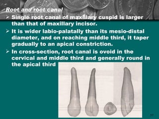 Root and root canal
 Single root canal of maxillary cuspid is larger
  than that of maxillary incisor.
 It is wider labio-palatally than its mesio-distal
  diameter, and on reaching middle third, it taper
  gradually to an apical constriction.
 In cross-section, root canal is ovoid in the
  cervical and middle third and generally round in
  the apical third




                                                      57
 