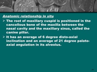 Anatomic relationship in situ
 The root of maxillary cuspid is positioned in the
  cancellous bone of the maxilla between the
  nasal cavity and the maxillary sinus, called the
  canine pillar.
 It has an average of 6 degree disto-axial
  inclination and an average of 21 degree palato-
  axial angulation in its alveolus.




                                                      59
 