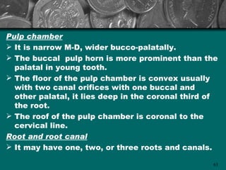 Pulp chamber
 It is narrow M-D, wider bucco-palatally.
 The buccal pulp horn is more prominent than the
  palatal in young tooth.
 The floor of the pulp chamber is convex usually
  with two canal orifices with one buccal and
  other palatal, it lies deep in the coronal third of
  the root.
 The roof of the pulp chamber is coronal to the
  cervical line.
Root and root canal
 It may have one, two, or three roots and canals.

                                                   63
 