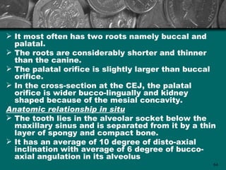  It most often has two roots namely buccal and
  palatal.
 The roots are considerably shorter and thinner
  than the canine.
 The palatal orifice is slightly larger than buccal
  orifice.
 In the cross-section at the CEJ, the palatal
  orifice is wider bucco-lingually and kidney
  shaped because of the mesial concavity.
Anatomic relationship in situ
 The tooth lies in the alveolar socket below the
  maxillary sinus and is separated from it by a thin
  layer of spongy and compact bone.
 It has an average of 10 degree of disto-axial
  inclination with average of 6 degree of bucco-
  axial angulation in its alveolus
                                                   64
 