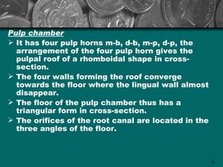Pulp chamber
 It has four pulp horns m-b, d-b, m-p, d-p, the
  arrangement of the four pulp horn gives the
  pulpal roof of a rhomboidal shape in cross-
  section.
 The four walls forming the roof converge
  towards the floor where the lingual wall almost
  disappear.
 The floor of the pulp chamber thus has a
  triangular form in cross-section.
 The orifices of the root canal are located in the
  three angles of the floor.



                                                      76
 