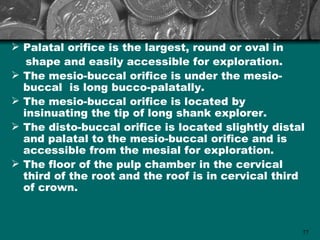 Palatal orifice is the largest, round or oval in
   shape and easily accessible for exploration.
 The mesio-buccal orifice is under the mesio-
  buccal is long bucco-palatally.
 The mesio-buccal orifice is located by
  insinuating the tip of long shank explorer.
 The disto-buccal orifice is located slightly distal
  and palatal to the mesio-buccal orifice and is
  accessible from the mesial for exploration.
 The floor of the pulp chamber in the cervical
  third of the root and the roof is in cervical third
  of crown.



                                                    77
 