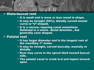  Disto-buccal root
        • It is small and is more or less round in shape.
        • It may be straight (54%), distally curved mesial
          curve or “s” shaped.
        • It is a narrow, tapering canal sometimes
          flattened in a mesio –distal direction , but
          generally cone shaped.
 Palatal root
        • It has larger diameter and is the longest root of
          the maxillary 1st molar.
        • It may be straight, curved buccally, mesially or
          distally.
        • Root may curve in the apical third toward buccal
          side.
        • The palatal canal is ovoid m-d and tapers toward
          apex.

                                                             80
 