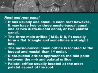 Root and root canal
 It has usually one canal in each root however ,
  it may have two or three mesio-buccal canal,
  one or two disto-buccal canal, or two palatal
  canal.
 The three main orifice ( M-B, D-B, P) usually
  form a flat triangle and sometimes a straight
  line.
 The mesio-buccal canal orifice is located to the
  buccal and mesial than 1st molar.
 Disto-buccal orifice approaches the mid point
  between the m-b and palatal orifice
 Palatal orifice usually located at the most
  palatal aspect of the root.
                                                 90
 