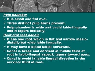 Pulp chamber
 It is small and flat m-d.
 Three distinct pulp horns present.
 Pulp chamber is wide and ovoid labio-lingually
  and it tapers incisally.
Root and root canals
 It has one root which is flat and narrow mesio-
  distally but wide labio-lingually.
 It may have a distal labial curvature.
 Canal is broad and cervical of middle third of
  root in labio-lingual aspect, tapers toward apex.
 Canal is ovoid in labio-lingual direction in the
  cervical third of root.

                                                  98
 