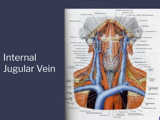 Internal
Jugular Vein
 