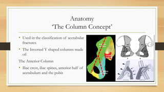 Anatomy
‘The Column Concept’
• Used in the classification of acetabular
fractures
• The Inverted Y shaped columns made
of:
The Anterior Column
• Iliac crest, iliac spines, anterior half of
acetabulum and the pubis
 