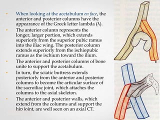 •
•

•
•

•

When looking at the acetabulum en face, the
anterior and posterior columns have the
appearance of the Greek letter lambda (λ).
The anterior column represents the
longer, larger portion, which extends
superiorly from the superior pubic ramus
into the iliac wing. The posterior column
extends superiorly from the ischiopubic
ramus as the ischium toward the ilium.
The anterior and posterior columns of bone
unite to support the acetabulum.
In turn, the sciatic buttress extends
posteriorly from the anterior and posterior
columns to become the articular surface of
the sacroiliac joint, which attaches the
columns to the axial skeleton.
The anterior and posterior walls, which
extend from the columns and support the
hip joint, are well seen on an axial CT.

 