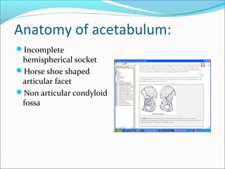 Anatomy of acetabulum:
Incomplete
hemispherical socket
Horse shoe shaped
articular facet
Non articular condyloid
fossa
 