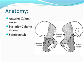 Anatomy:
Anterior Column -
longer
Posterior Column -
shorter
Sciatic notch
 