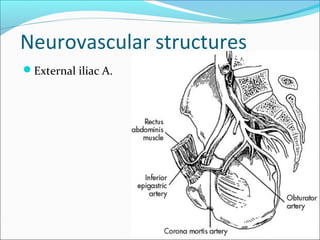 Neurovascular structures
External iliac A.
 