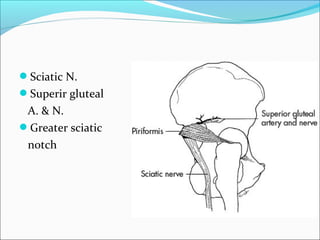 Sciatic N.
Superir gluteal
A. & N.
Greater sciatic
notch
 