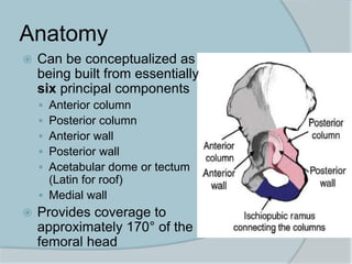 Anatomy
 Can be conceptualized as
being built from essentially
six principal components
 Anterior column
 Posterior column
 Anterior wall
 Posterior wall
 Acetabular dome or tectum
(Latin for roof)
 Medial wall
 Provides coverage to
approximately 170° of the
femoral head
 