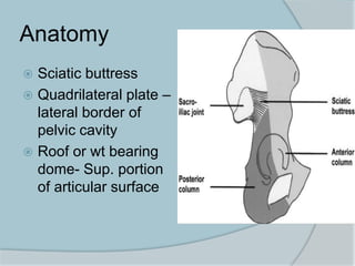 Anatomy
 Sciatic buttress
 Quadrilateral plate –
lateral border of
pelvic cavity
 Roof or wt bearing
dome- Sup. portion
of articular surface
 