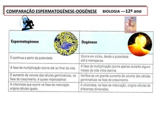 COMPARAÇÃO ESPERMATOGÉNESE-OOGÉNESE   BIOLOGIA ---12º ano
 