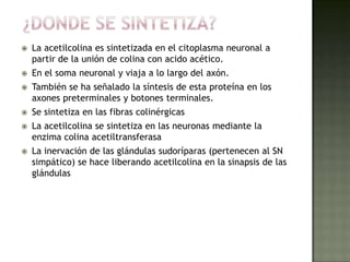  La acetilcolina es sintetizada en el citoplasma neuronal a
partir de la unión de colina con acido acético.
 En el soma neuronal y viaja a lo largo del axón.
 También se ha señalado la síntesis de esta proteína en los
axones preterminales y botones terminales.
 Se sintetiza en las fibras colinérgicas
 La acetilcolina se sintetiza en las neuronas mediante la
enzima colina acetiltransferasa
 La inervación de las glándulas sudoríparas (pertenecen al SN
simpático) se hace liberando acetilcolina en la sinapsis de las
glándulas
 