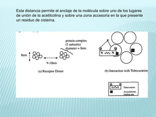 Esta distancia permite el anclaje de la molécula sobre uno de los lugares
de unión de la acetilcolina y sobre una zona accesoria en la que presente
un residuo de cisteína.
 
