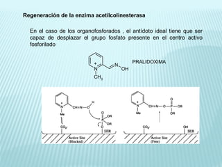 Regeneración de la enzima acetilcolinesterasa
En el caso de los organofosforados , el antídoto ideal tiene que ser
capaz de desplazar el grupo fosfato presente en el centro activo
fosforilado
N
CH3
N
OH
+ PRALIDOXIMA
 