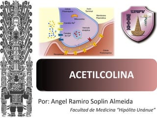 ACETILCOLINA
Por: Angel Ramiro Soplin Almeida
Facultad de Medicina “Hipólito Unánue”

 