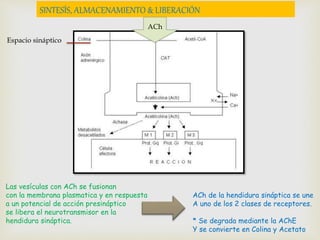 SINTESÍS, ALMACENAMIENTO & LIBERACIÓN 
ACh 
Espacio sináptico 
Las vesículas con ACh se fusionan 
con la membrana plasmatica y en respuesta 
a un potencial de acción presináptico 
se libera el neurotransmisor en la 
hendidura sináptica. 
ACh de la hendidura sináptica se une 
A uno de los 2 clases de receptores. 
* Se degrada mediante la AChE 
Y se convierte en Colina y Acetato 
 