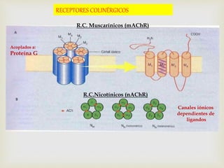 RECEPTORES COLINÉRGICOS 
R.C. Muscarínicos (mAChR) 
R.C.Nicotínicos (nAChR) 
Acoplados a: 
Proteína G 
Canales iónicos 
dependientes de 
ligandos 
 