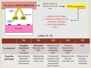 Receptores MUSCARINICOS 
Median efectos en 
Órganos inervados 
por: 
SNParasimpático 
• Contracción de Musc. 
• Génesis y conducción de 
estímulos cardíacos 
• Secreción glandular 
• ETC….. 
5 subtipos = M1 – M5 
M1 M2 M3 M4 M5 
Localización 
Ganglios 
autónomos 
SNC 
Glándulas 
Miocardio 
Músculo liso 
SNC 
Musculo Liso 
Endotelio 
Glándulas 
SNC 
Pulmón 
Musculo liso 
Glándulas 
SNC 
SNC 
Función 
principal 
Aprendizaje y 
memoria. 
Aumento de 
secreciones 
Bradicardia 
Contracción 
musc. Liso 
Contracción 
de musc. Liso 
Aumento de 
secreciones 
Reg. De apetito 
Regulación de 
tono de 
musculo Liso 
Dilatación de 
arterias y 
arteriolas 
cerebrales 
 