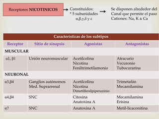 Receptores NICOTINICOS Constituidos: 
* 5 subunidades 
Se disponen alrededor del 
Canal que permite el paso 
α,β,γ,δ y ε Cationes: Na, K & Ca 
Características de los subtipos 
Receptor Sitio de sinapsis Agonistas Antagonistas 
MUSCULAR 
α1, β1 Unión neuromuscular Acetilcolina 
Nicotina 
Feniltrimetilamonio 
Atracurio 
Vecuronio 
Tubocurarina 
NEURONAL 
α3,β4 Ganglios autónomos 
Med. Suprarrenal 
Acetilcolina 
Nicotina 
Dimetilfenilpiperazinio 
Trimetafán 
Mecamilamina 
α4,β4 SNC Citosina 
Anatoxina A 
Mecamilamina 
Erisina 
α7 SNC Anatoxina A Metil-licaconitina 
 