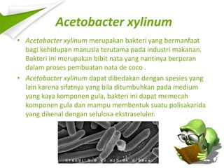Acetobacter xylinum untuk membuat