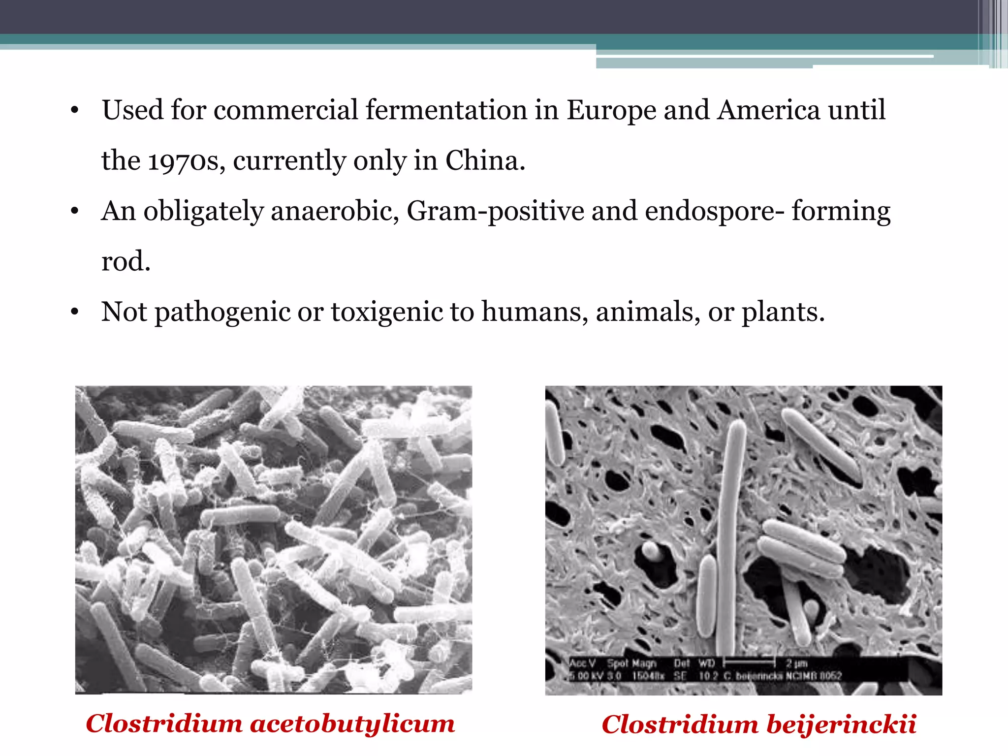 Clostridium beijerinckiiClostridium acetobutylicum
• Used for commercial fermentation in Europe and America until
the 1970s, currently only in China.
• An obligately anaerobic, Gram-positive and endospore- forming
rod.
• Not pathogenic or toxigenic to humans, animals, or plants.
 